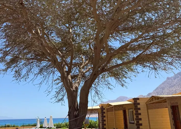 度假村 House Camp Nuweiba`